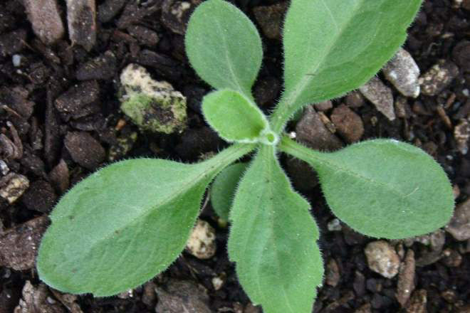 Broad Leaved Fleabane